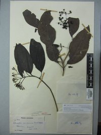 Tarenna sambucina