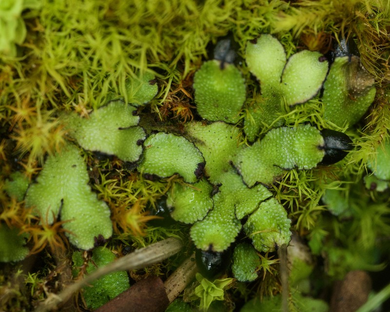 Targionia hypophylla photo 2
