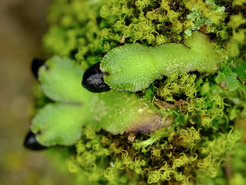 Targionia hypophylla photo 3