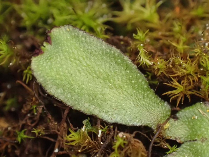 Targionia hypophylla photo 4