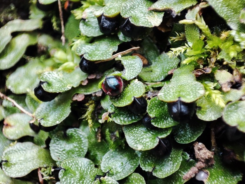 Targionia hypophylla photo 5