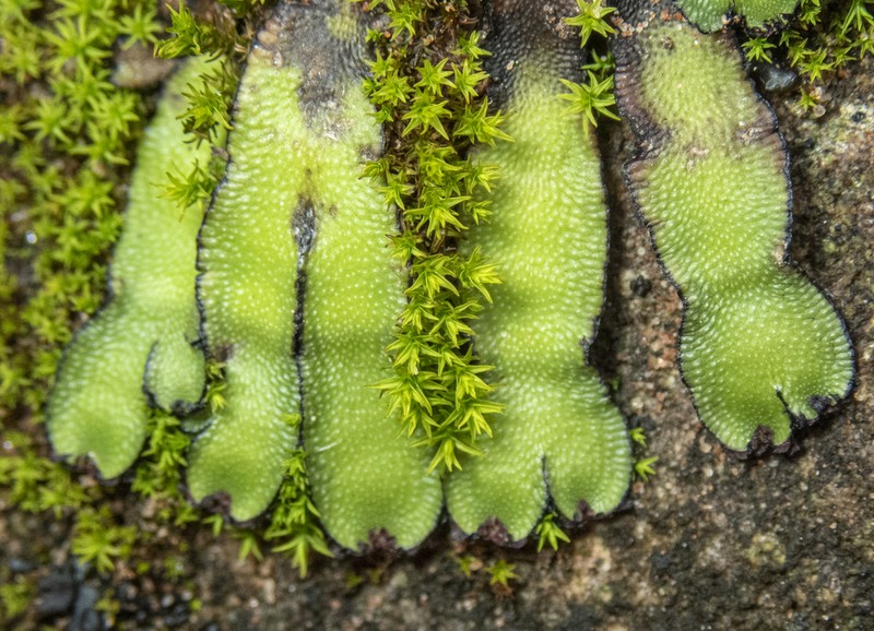 Targionia hypophylla photo 6