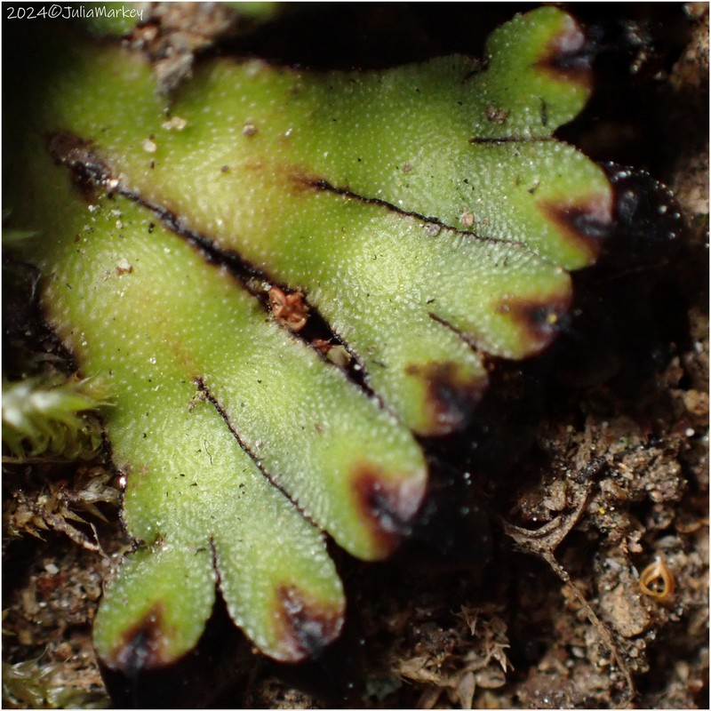 Targionia hypophylla photo 7