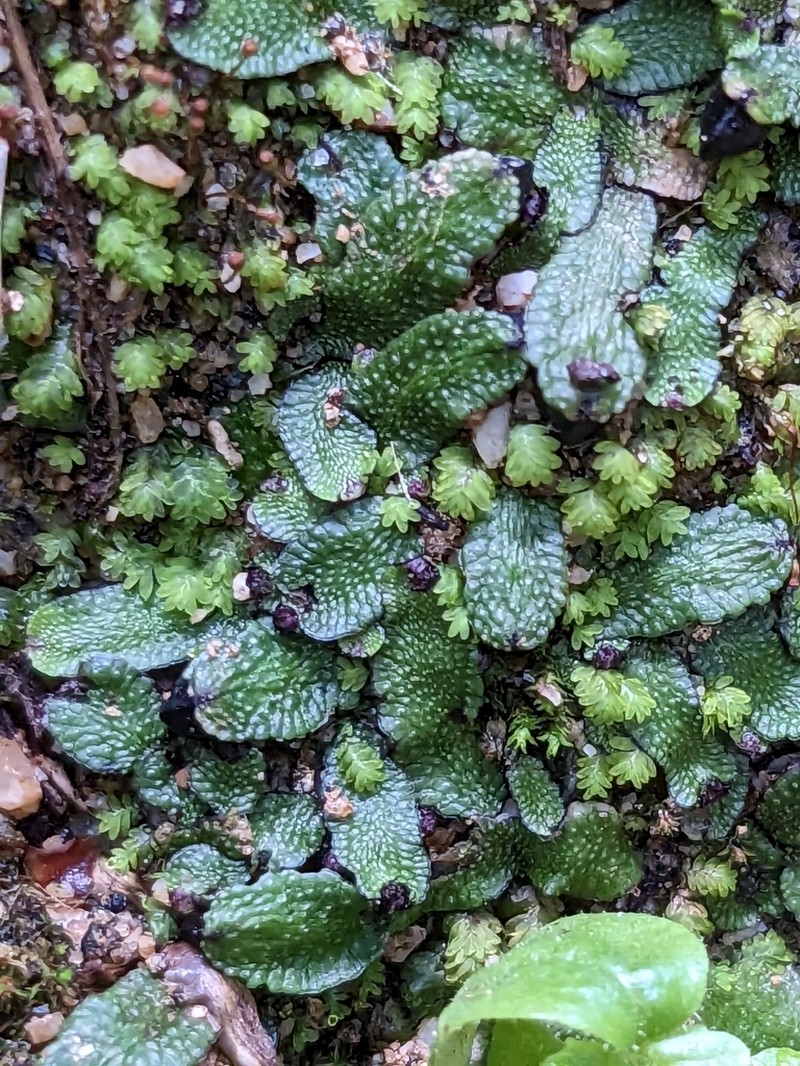 Targionia hypophylla photo 8