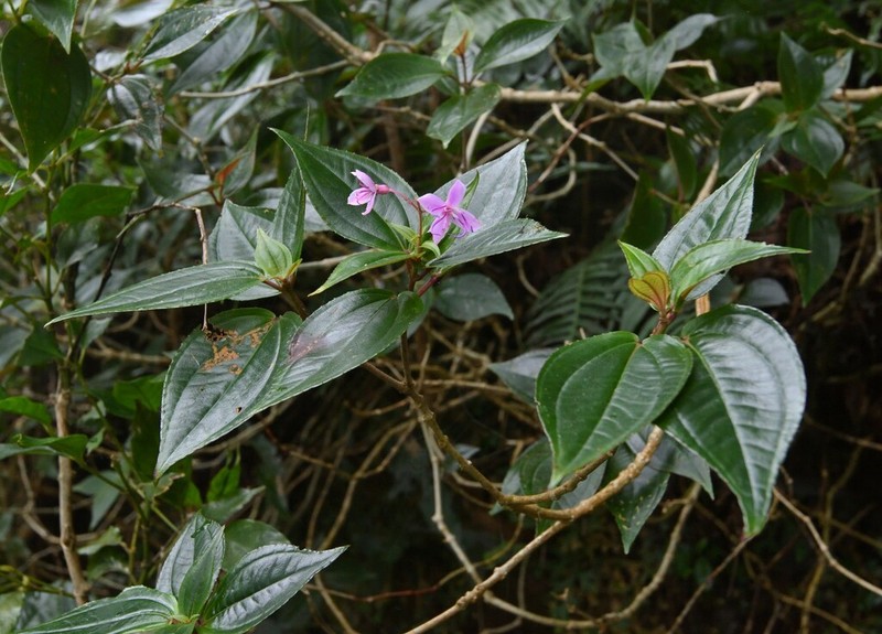 Tashiroea laisherana