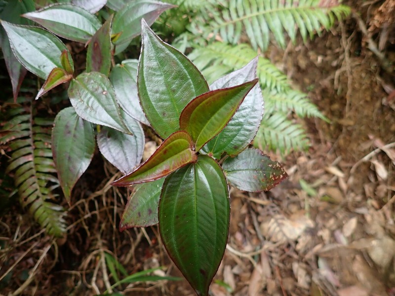 Tashiroea laisherana photo 2