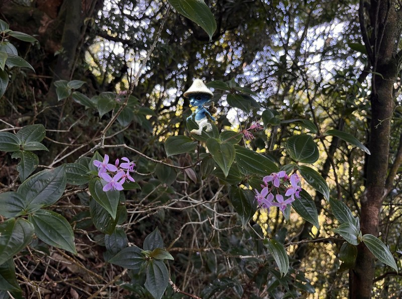 Tashiroea laisherana photo 3