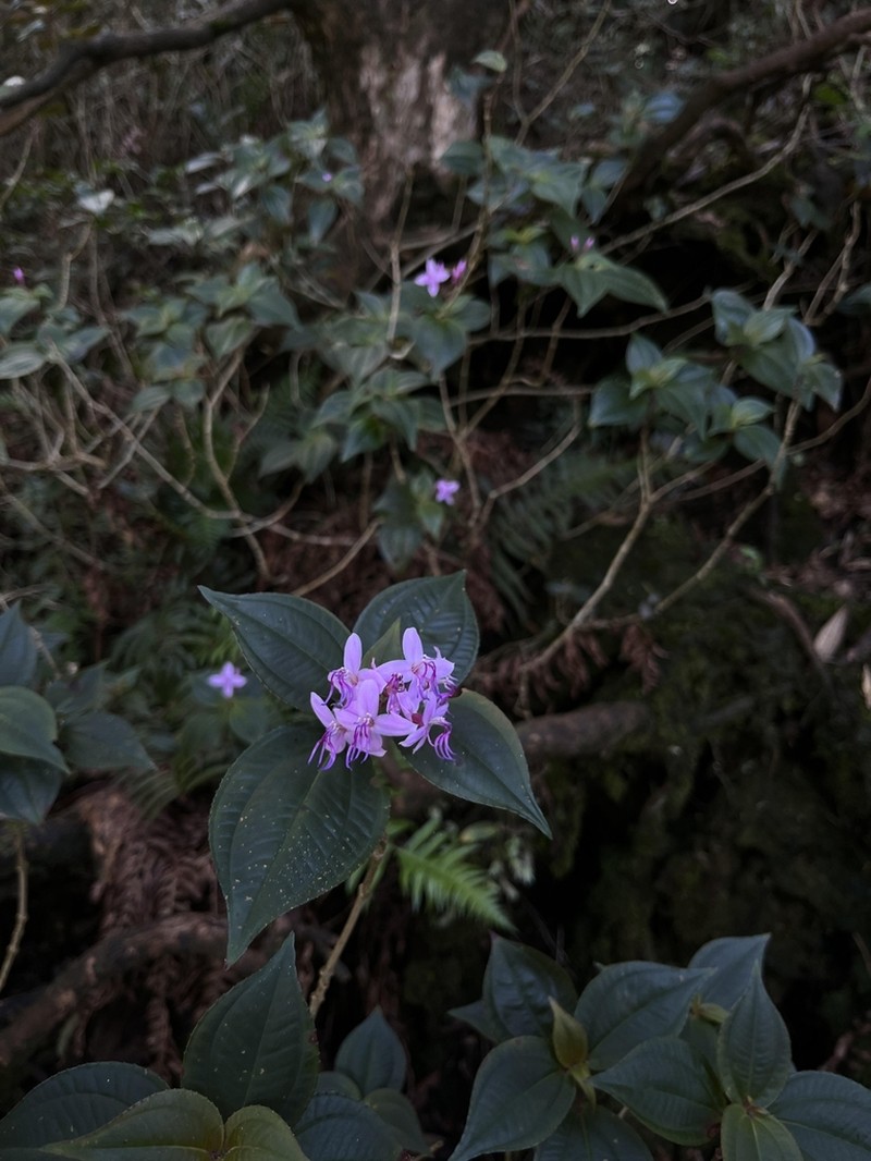 Tashiroea laisherana photo 5