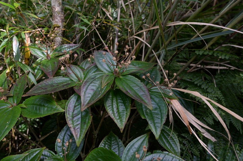 Tashiroea laisherana photo 6
