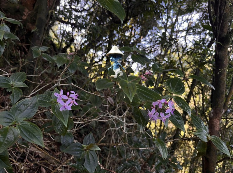 Tashiroea laisherana photo 8