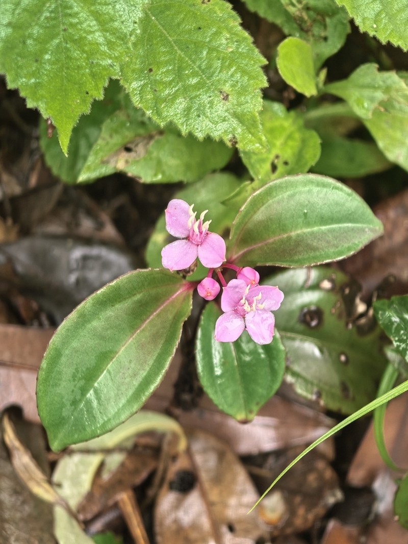 Tashiroea oligotricha photo 2