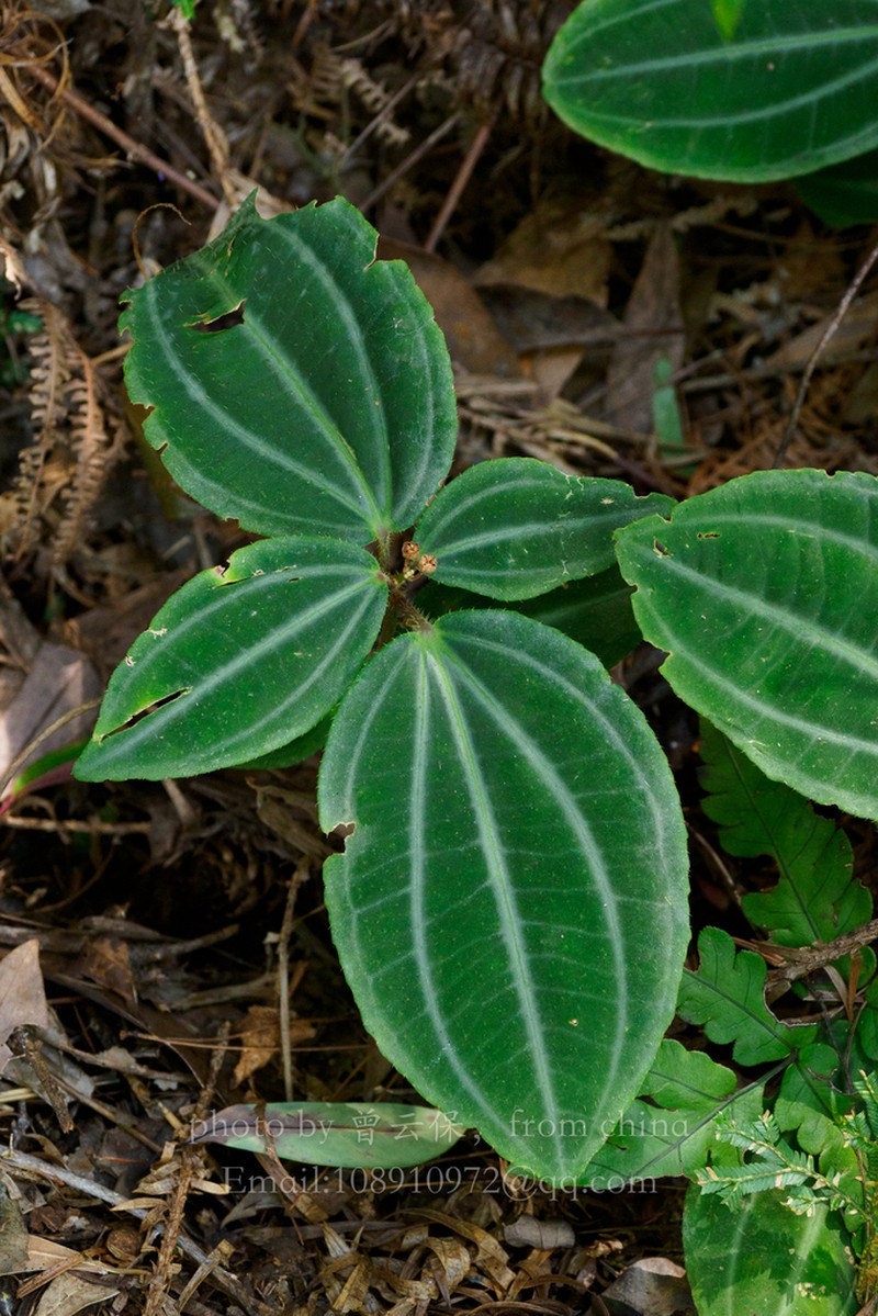 Tashiroea oligotricha photo 3