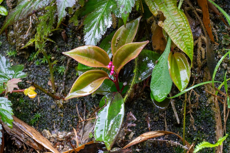 Tashiroea oligotricha photo 4
