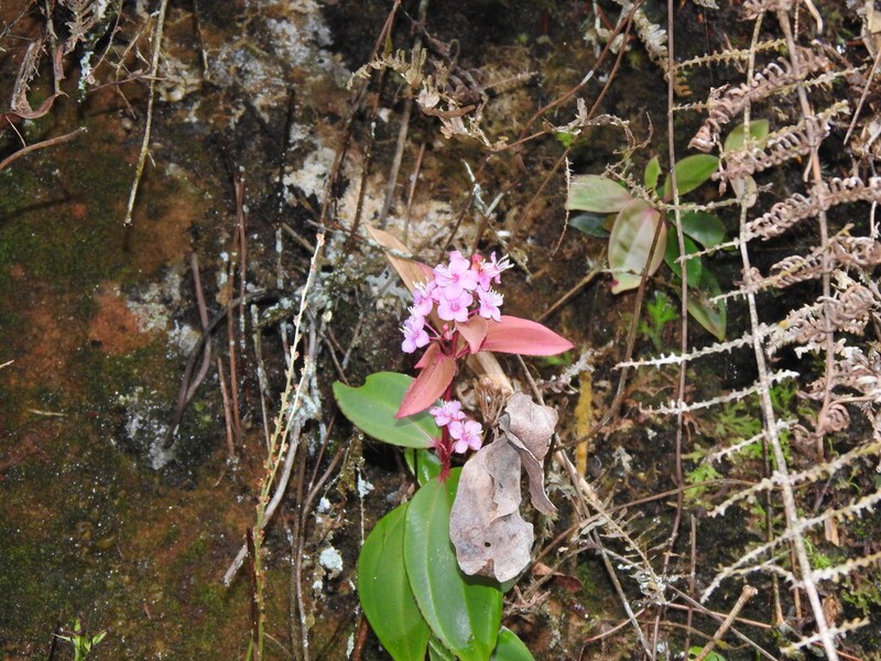 Tashiroea oligotricha photo 5