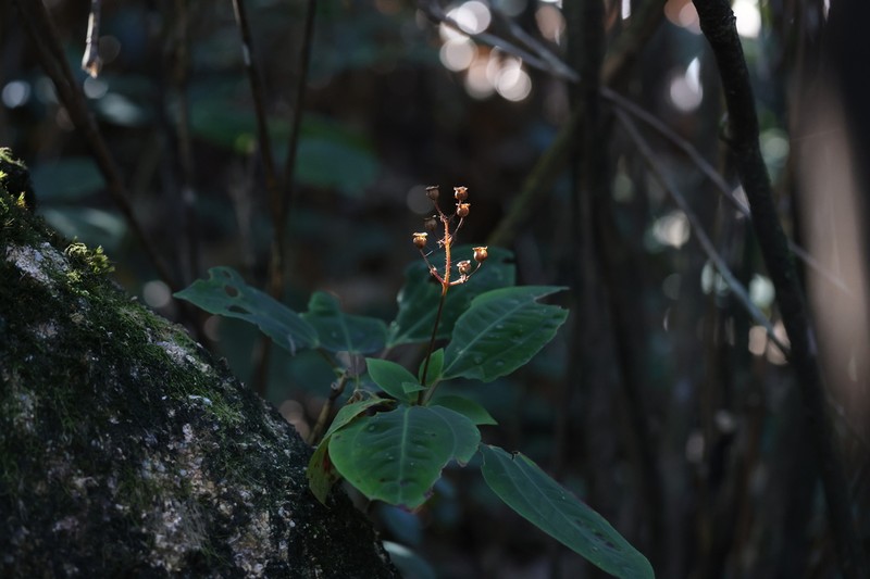Tashiroea oligotricha photo 6
