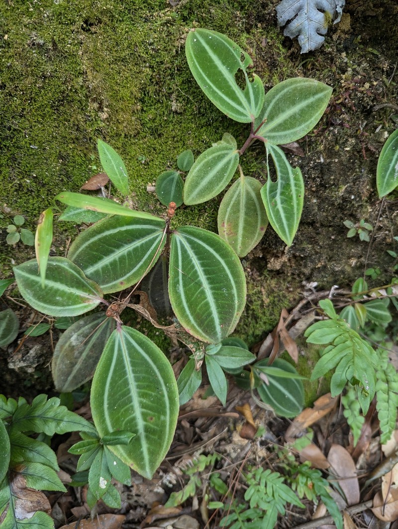 Tashiroea oligotricha photo 7