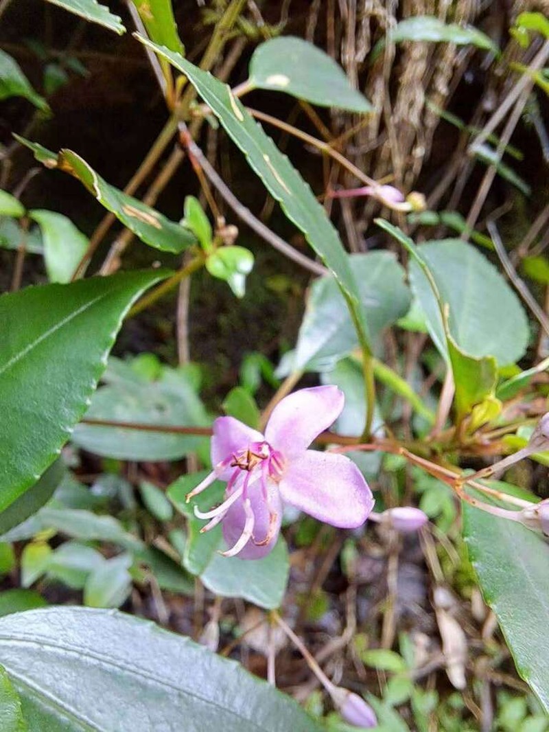 Tashiroea quadrangularis photo 2