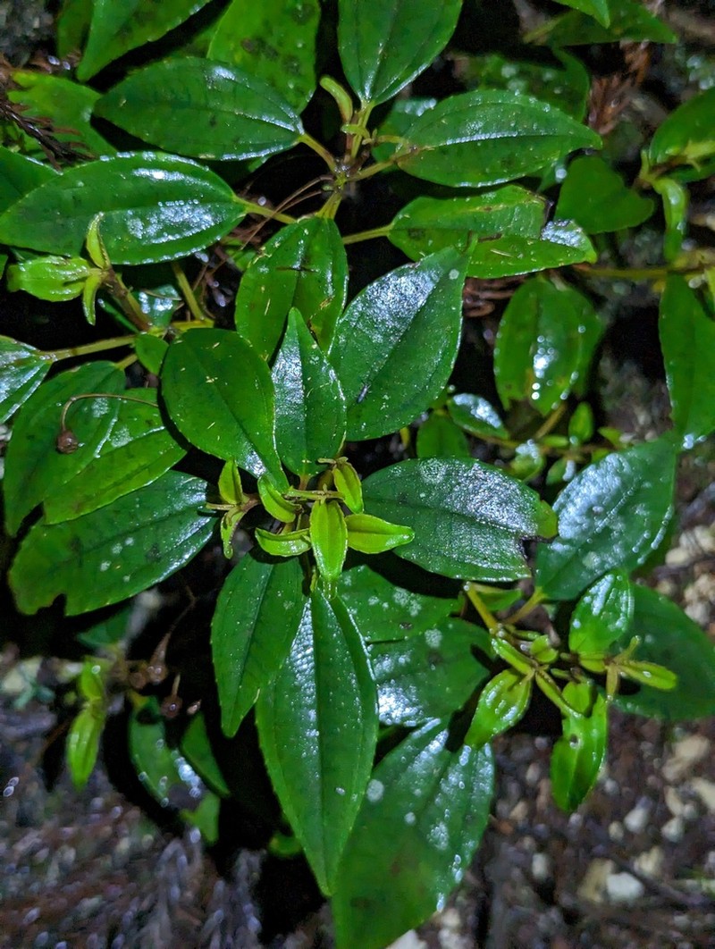 Tashiroea quadrangularis photo 3