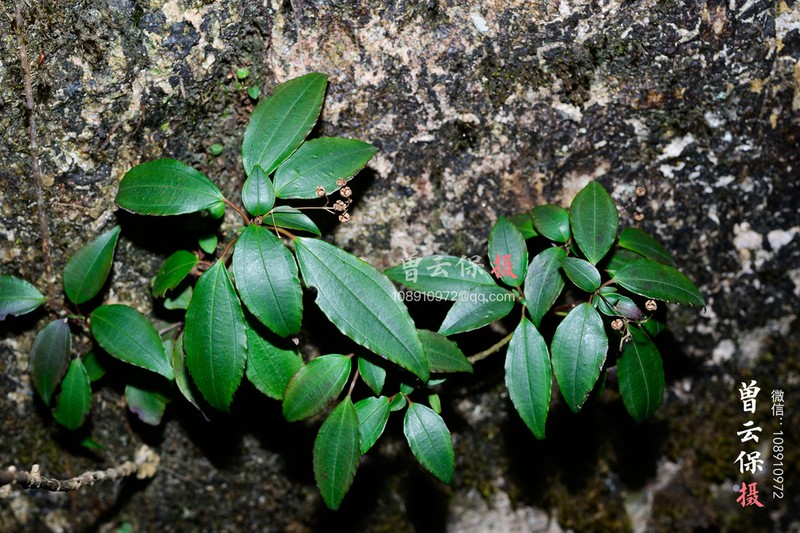 Tashiroea quadrangularis photo 4