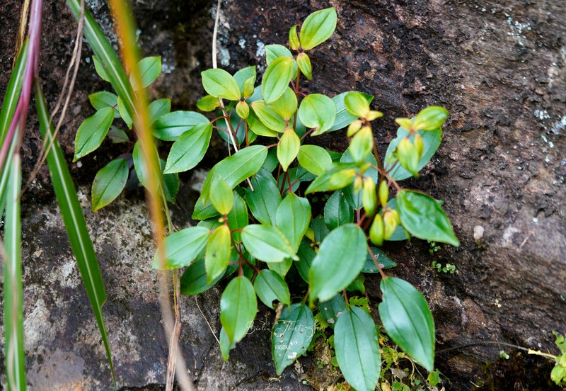 Tashiroea quadrangularis photo 5