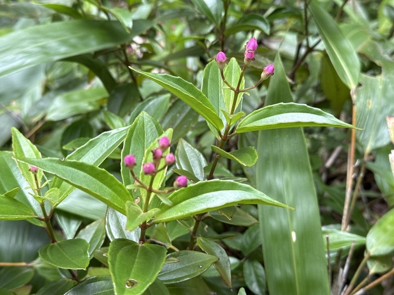 Tashiroea quadrangularis photo 6
