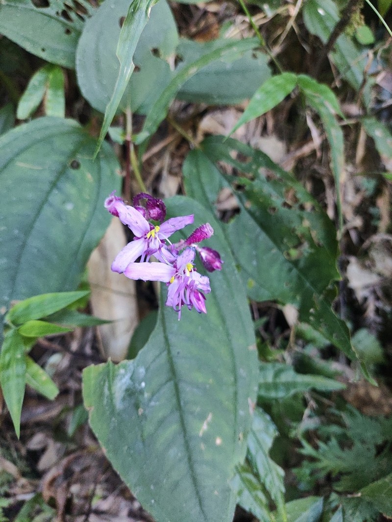 Tashiroea quadrangularis photo 7