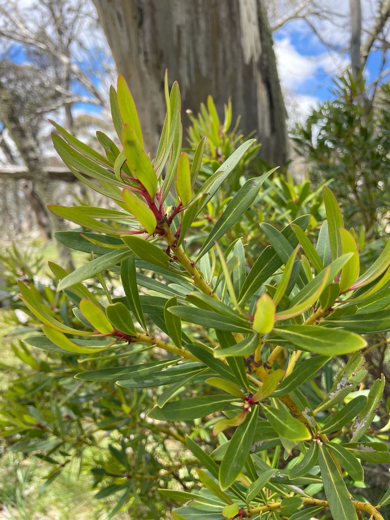Tasmannia xerophila subsp. xerophila