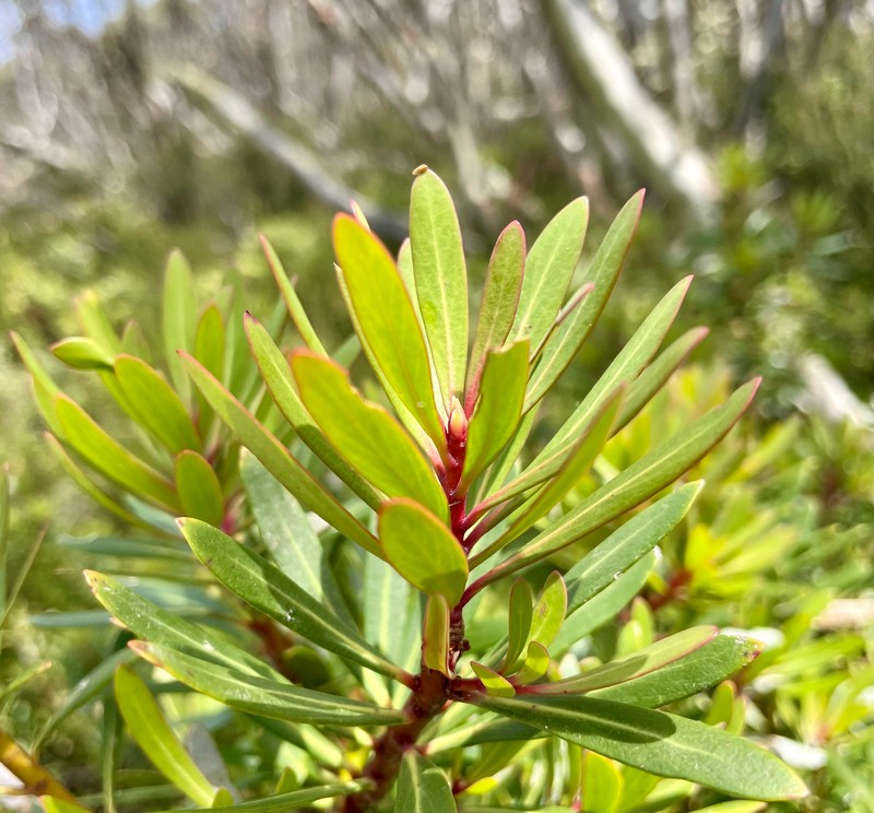 Tasmannia xerophila subsp. xerophila photo 2