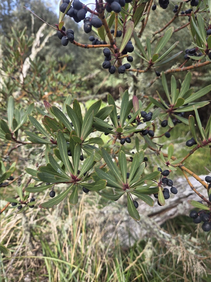 Tasmannia xerophila subsp. xerophila photo 3