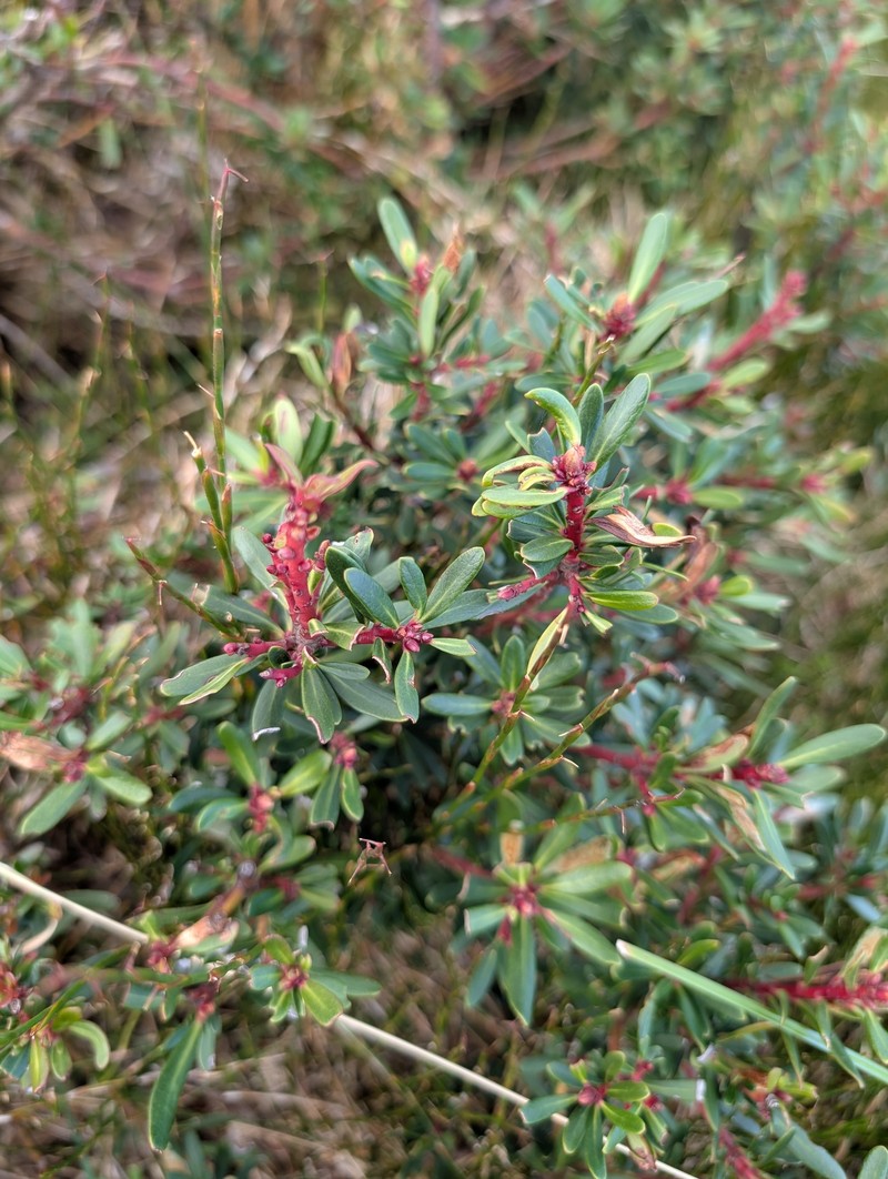 Tasmannia xerophila subsp. xerophila photo 4