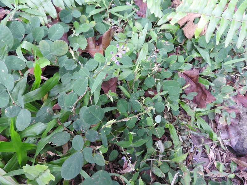 Tateishia retusa