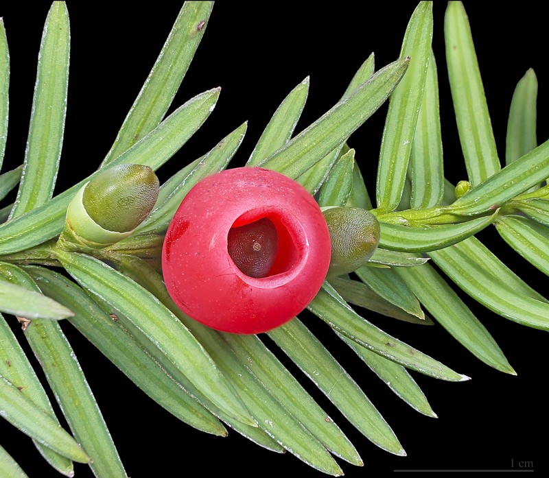 English Yew