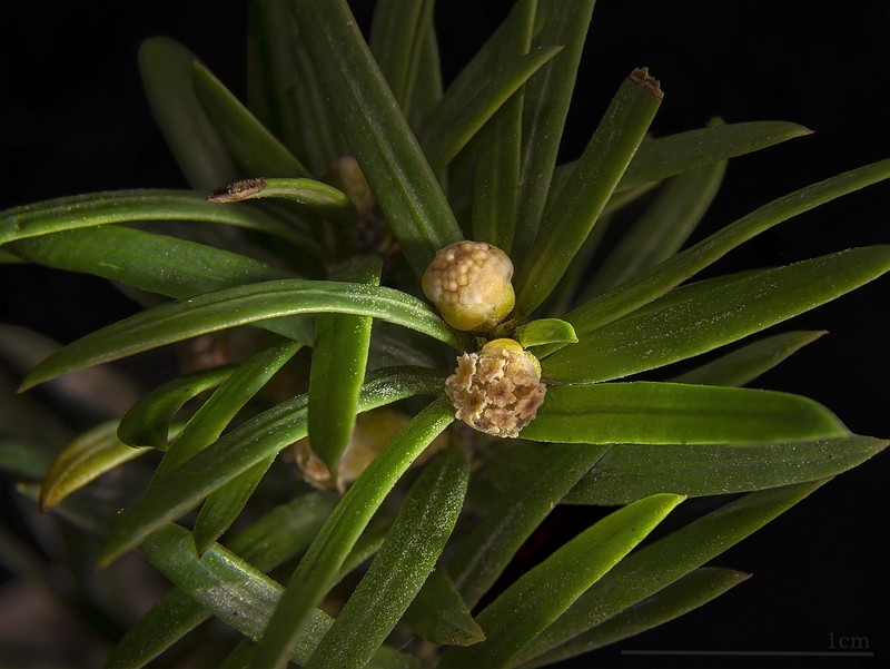 English Yew photo 2