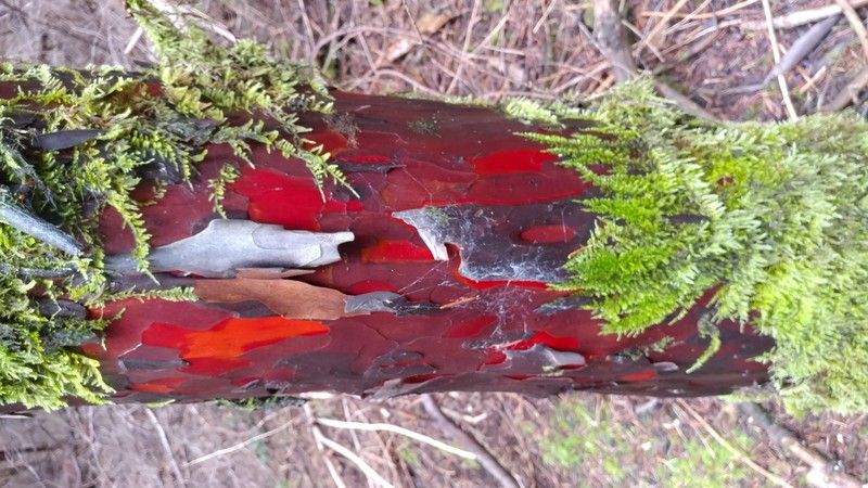 Pacific Yew photo 2