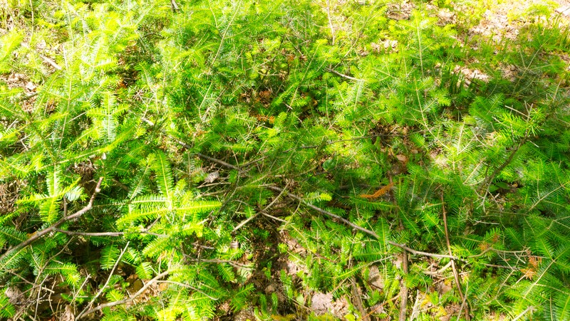 Canada Yew photo 4