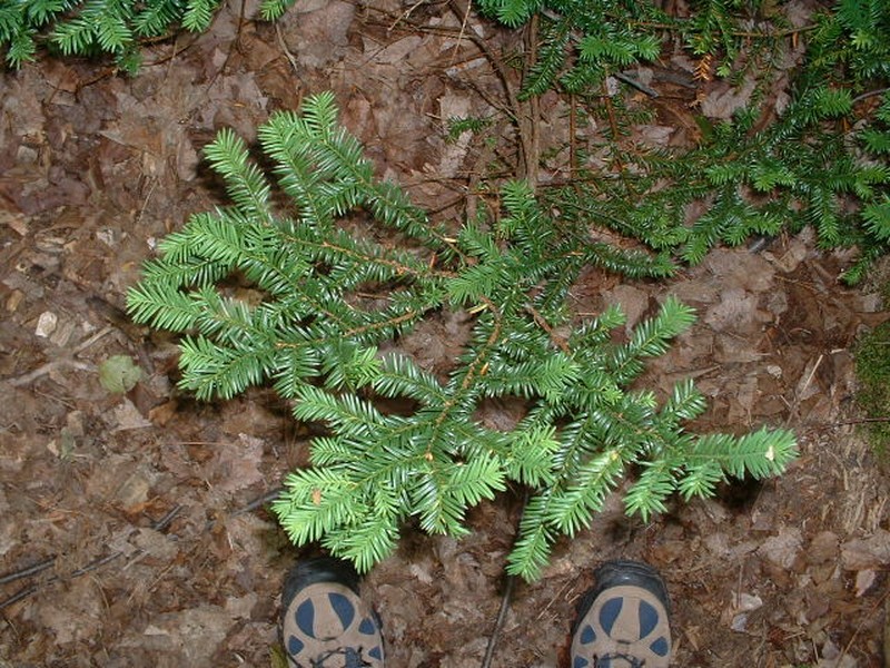 Canada Yew photo 2