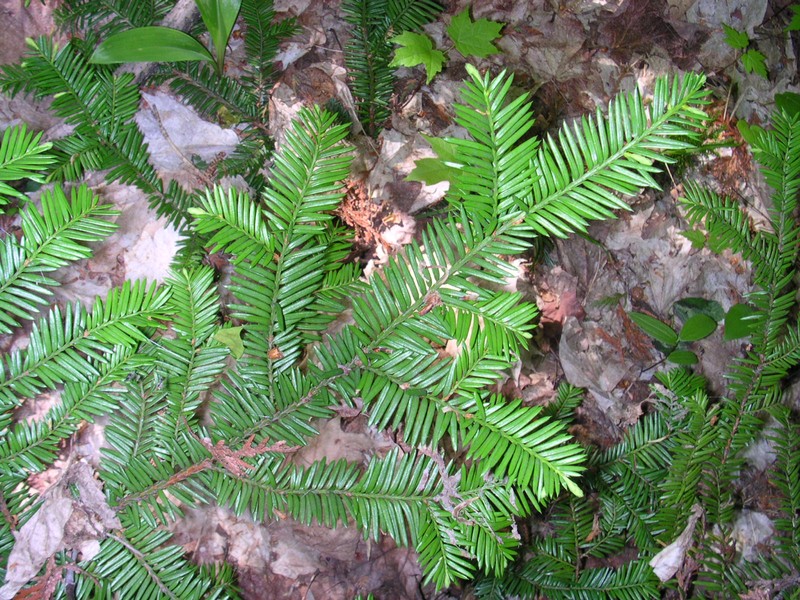 Canada Yew photo 3