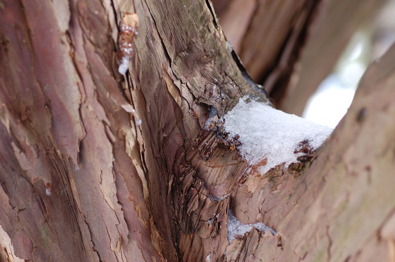Japanese Yew photo 2