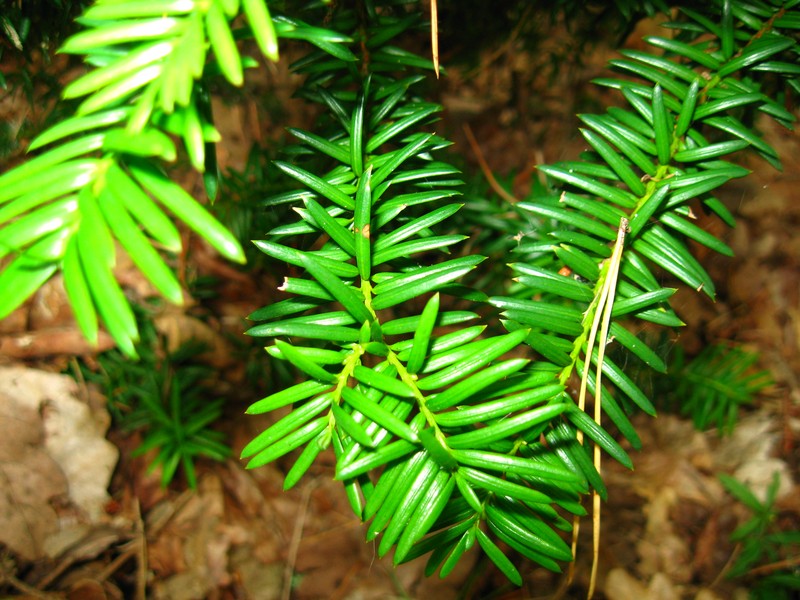 hybrid yew photo 3