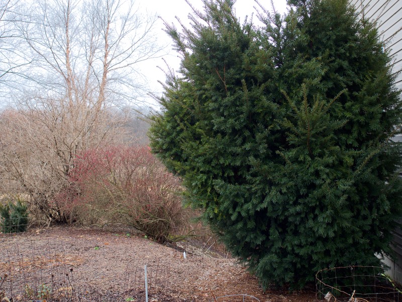 hybrid yew photo 4