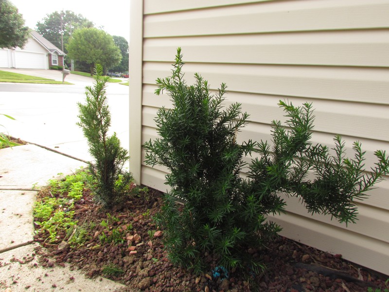 Hybrid Yew