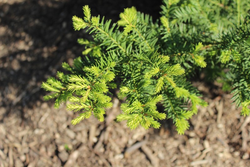 hybrid yew photo 2
