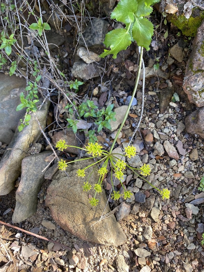 Southern Umbrellawort photo 2