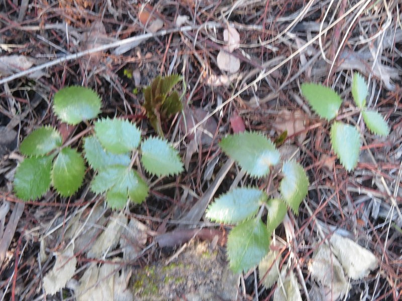 Southern Umbrellawort photo 3