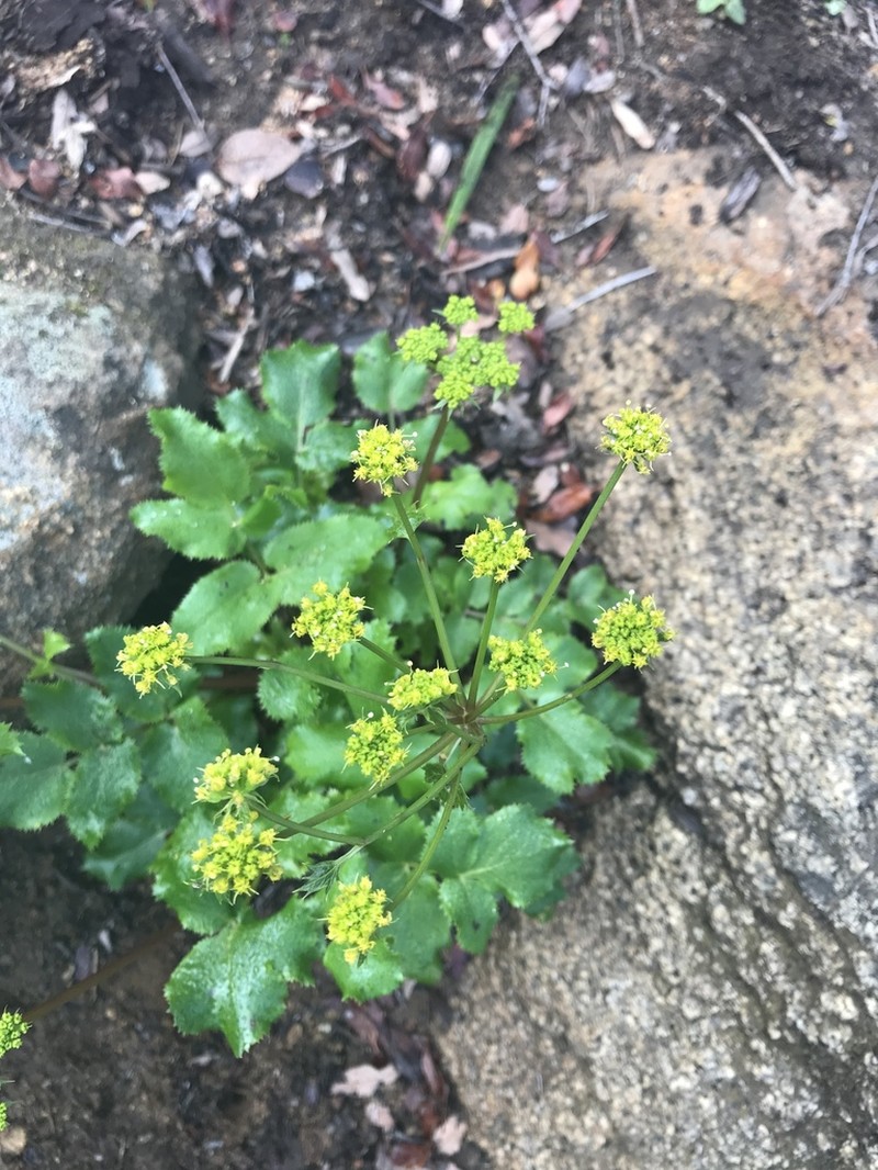 Southern Umbrellawort photo 4