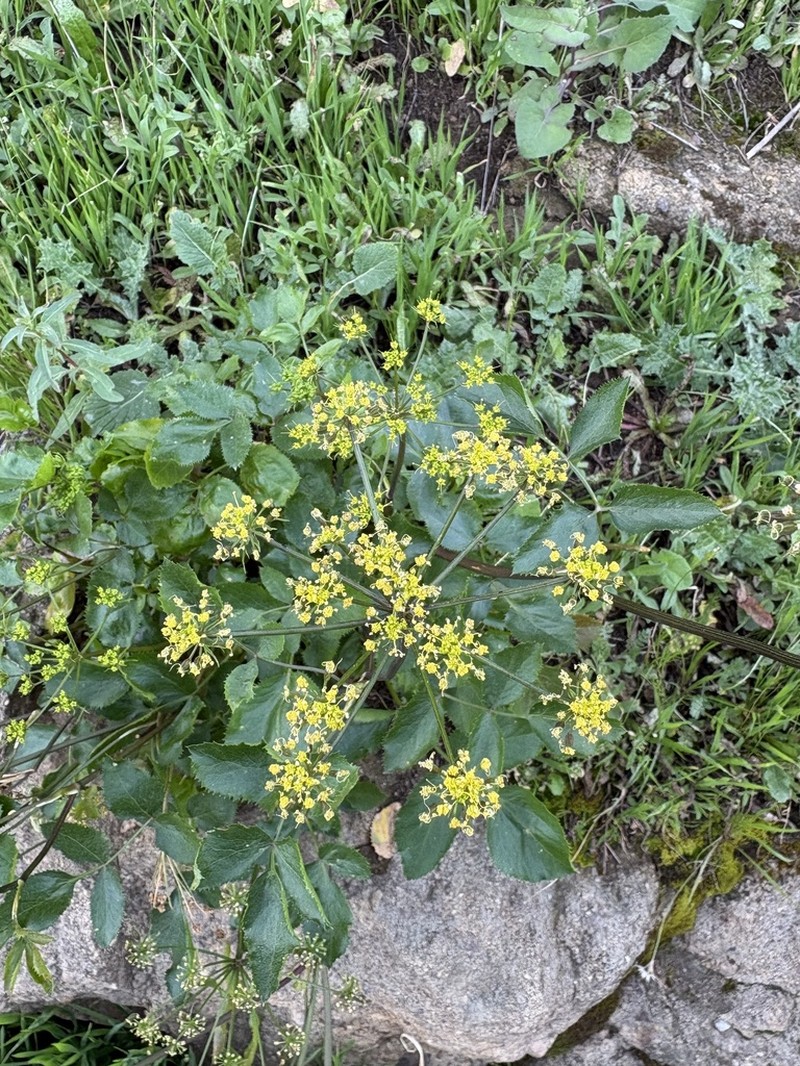 Southern Umbrellawort photo 5