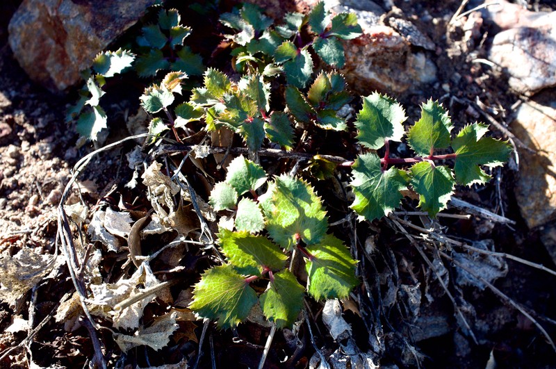 Southern Umbrellawort photo 6
