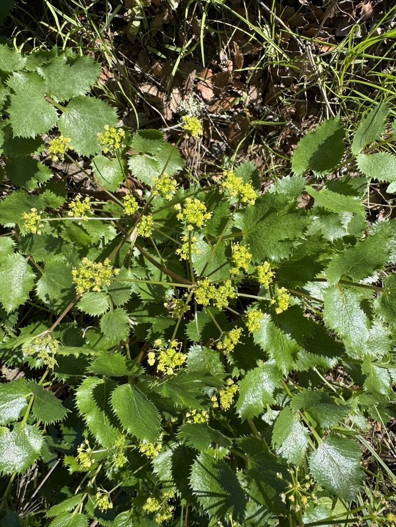 Southern Umbrellawort photo 7