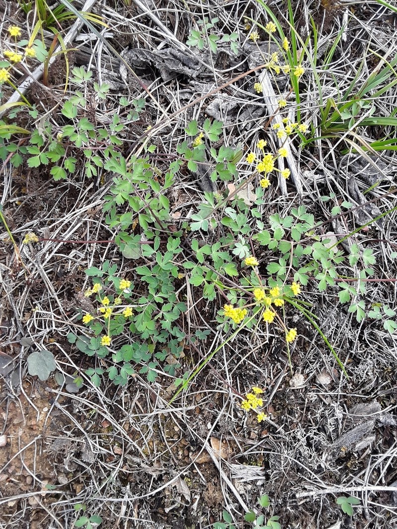Glaucous Umbrellawort