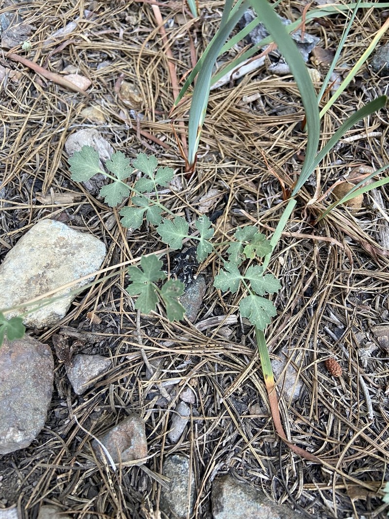 Glaucous Umbrellawort photo 2